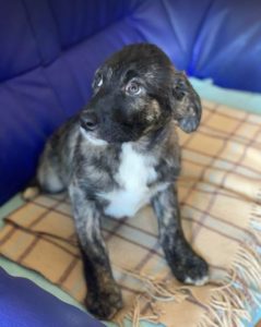 Lola a brown and white Romanian rescue dog | 1 Dog at a Time Rescue UK