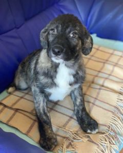 Lola a brown and white Romanian rescue dog | 1 Dog at a Time Rescue UK