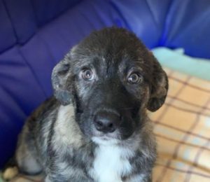 Lola a brown and white Romanian rescue dog | 1 Dog at a Time Rescue UK