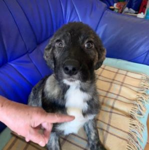 Lola a brown and white Romanian rescue dog | 1 Dog at a Time Rescue UK