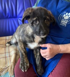 Lola a brown and white Romanian rescue dog | 1 Dog at a Time Rescue UK