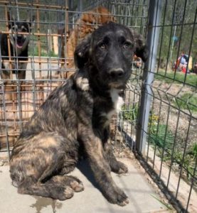 Lola a brown and white Romanian rescue dog | 1 Dog at a Time Rescue UK