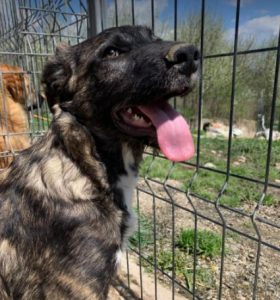 Lola a brown and white Romanian rescue dog | 1 Dog at a Time Rescue UK