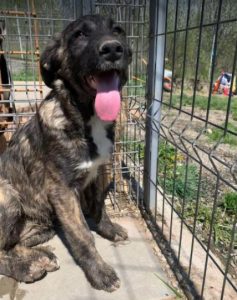 Lola a brown and white Romanian rescue dog | 1 Dog at a Time Rescue UK