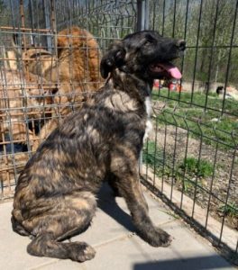 Lola a brown and white Romanian rescue dog | 1 Dog at a Time Rescue UK