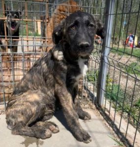 Lola a brown and white Romanian rescue dog | 1 Dog at a Time Rescue UK