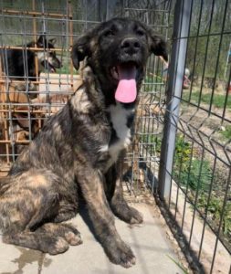 Lola a brown and white Romanian rescue dog | 1 Dog at a Time Rescue UK