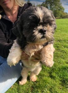 Lulu a black and white Romanian rescue dog | 1 Dog at a Time Rescue UK