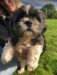 Lulu a black and white Romanian rescue dog | 1 Dog at a Time Rescue UK