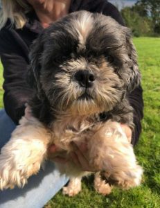 Lulu a black and white Romanian rescue dog | 1 Dog at a Time Rescue UK