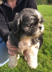 Lulu a black and white Romanian rescue dog | 1 Dog at a Time Rescue UK