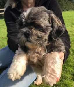 Lulu a black and white Romanian rescue dog | 1 Dog at a Time Rescue UK