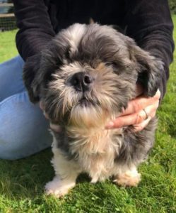 Lulu a black and white Romanian rescue dog | 1 Dog at a Time Rescue UK