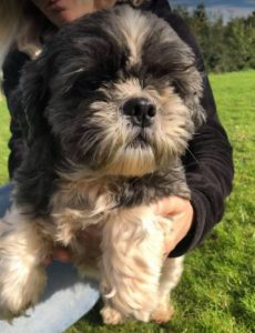 Lulu a black and white Romanian rescue dog | 1 Dog at a Time Rescue UK