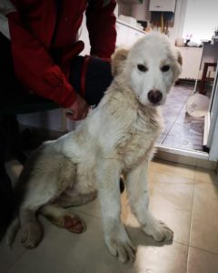Marlo a faun coloured Romanian rescue dog | 1 Dog at a Time Rescue UK