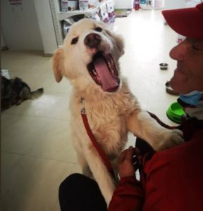 Marlo a faun coloured Romanian rescue dog | 1 Dog at a Time Rescue UK