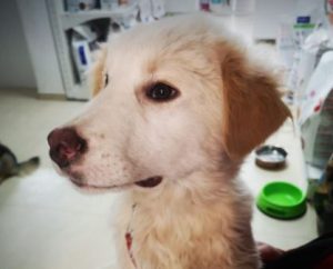 Marlo a faun coloured Romanian rescue dog | 1 Dog at a Time Rescue UK