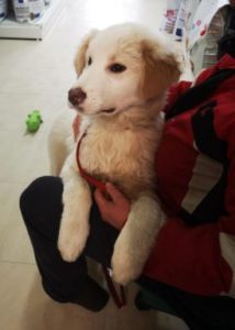 Marlo a faun coloured Romanian rescue dog | 1 Dog at a Time Rescue UK