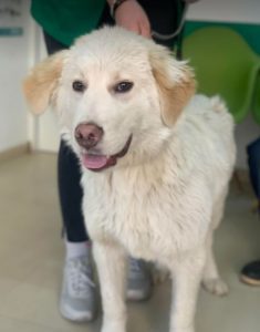 Marlo a faun coloured Romanian rescue dog | 1 Dog at a Time Rescue UK