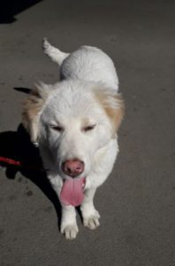 Marlo a faun coloured Romanian rescue dog | 1 Dog at a Time Rescue UK