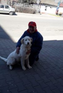 Marlo a faun coloured Romanian rescue dog | 1 Dog at a Time Rescue UK