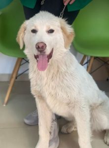 Marlo a faun coloured Romanian rescue dog | 1 Dog at a Time Rescue UK