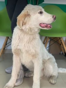 Marlo a faun coloured Romanian rescue dog | 1 Dog at a Time Rescue UK