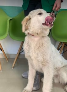 Marlo a faun coloured Romanian rescue dog | 1 Dog at a Time Rescue UK
