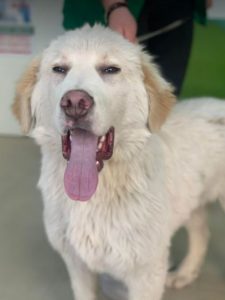 Marlo a faun coloured Romanian rescue dog | 1 Dog at a Time Rescue UK