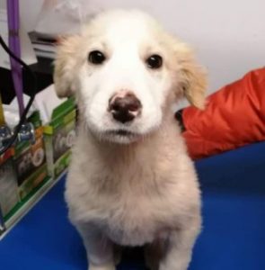 Marlo a faun coloured Romanian rescue dog | 1 Dog at a Time Rescue UK