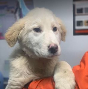 Marlo a faun coloured Romanian rescue dog | 1 Dog at a Time Rescue UK
