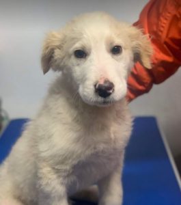 Marlo a faun coloured Romanian rescue dog | 1 Dog at a Time Rescue UK