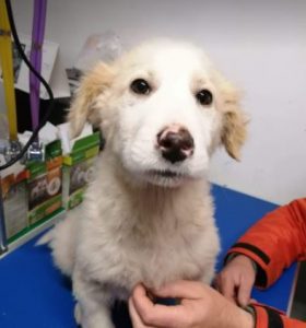 Marlo a faun coloured Romanian rescue dog | 1 Dog at a Time Rescue UK