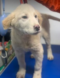 Marlo a faun coloured Romanian rescue dog | 1 Dog at a Time Rescue UK