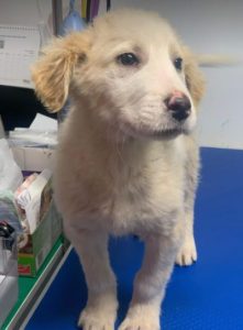 Marlo a faun coloured Romanian rescue dog | 1 Dog at a Time Rescue UK