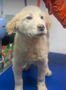 Marlo a faun coloured Romanian rescue dog | 1 Dog at a Time Rescue UK