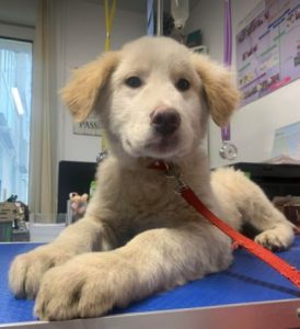 Marlo a faun coloured Romanian rescue dog | 1 Dog at a Time Rescue UK