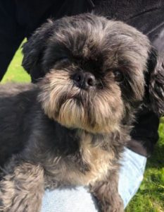 Millie a black and tan Romanian rescue dog | 1 Dog at a Time Rescue UK