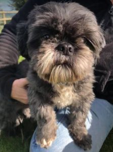 Millie a black and tan Romanian rescue dog | 1 Dog at a Time Rescue UK