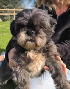 Millie a black and tan Romanian rescue dog | 1 Dog at a Time Rescue UK