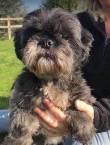 Millie a black and tan Romanian rescue dog | 1 Dog at a Time Rescue UK