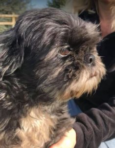 Millie a black and tan Romanian rescue dog | 1 Dog at a Time Rescue UK