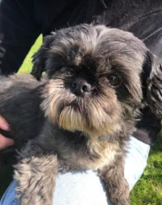 Millie a black and tan Romanian rescue dog | 1 Dog at a Time Rescue UK