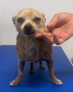 Mimi a tan Romanian rescue dog| 1 Dog at a Time Rescue UK