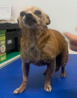 Mimi a tan Romanian rescue dog 4_1 Dog at a Time Rescue UK Mimi a tan Romanian rescue dog| 1 Dog at a Time Rescue UK