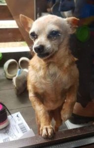 Mimi a tan Romanian rescue dog| 1 Dog at a Time Rescue UK