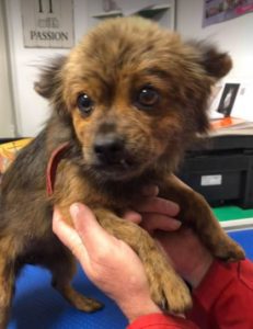 Minnie a tan Romanian rescue dog | 1 Dog at a Time Rescue UK