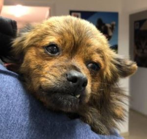 Minnie a tan Romanian rescue dog | 1 Dog at a Time Rescue UK