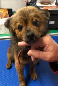 Minnie a tan Romanian rescue dog | 1 Dog at a Time Rescue UK