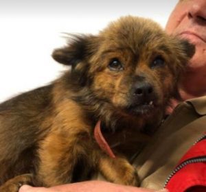 Minnie a tan Romanian rescue dog | 1 Dog at a Time Rescue UK
